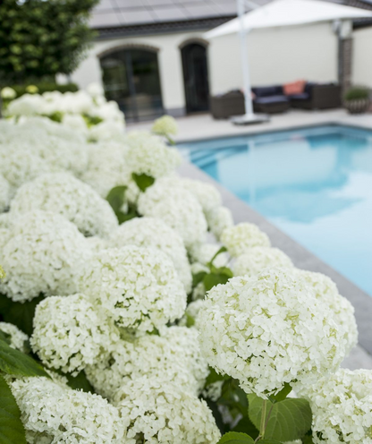 Hydrangea arbo. 'Strong Annabelle' - Ø19cm - ↕30cm 