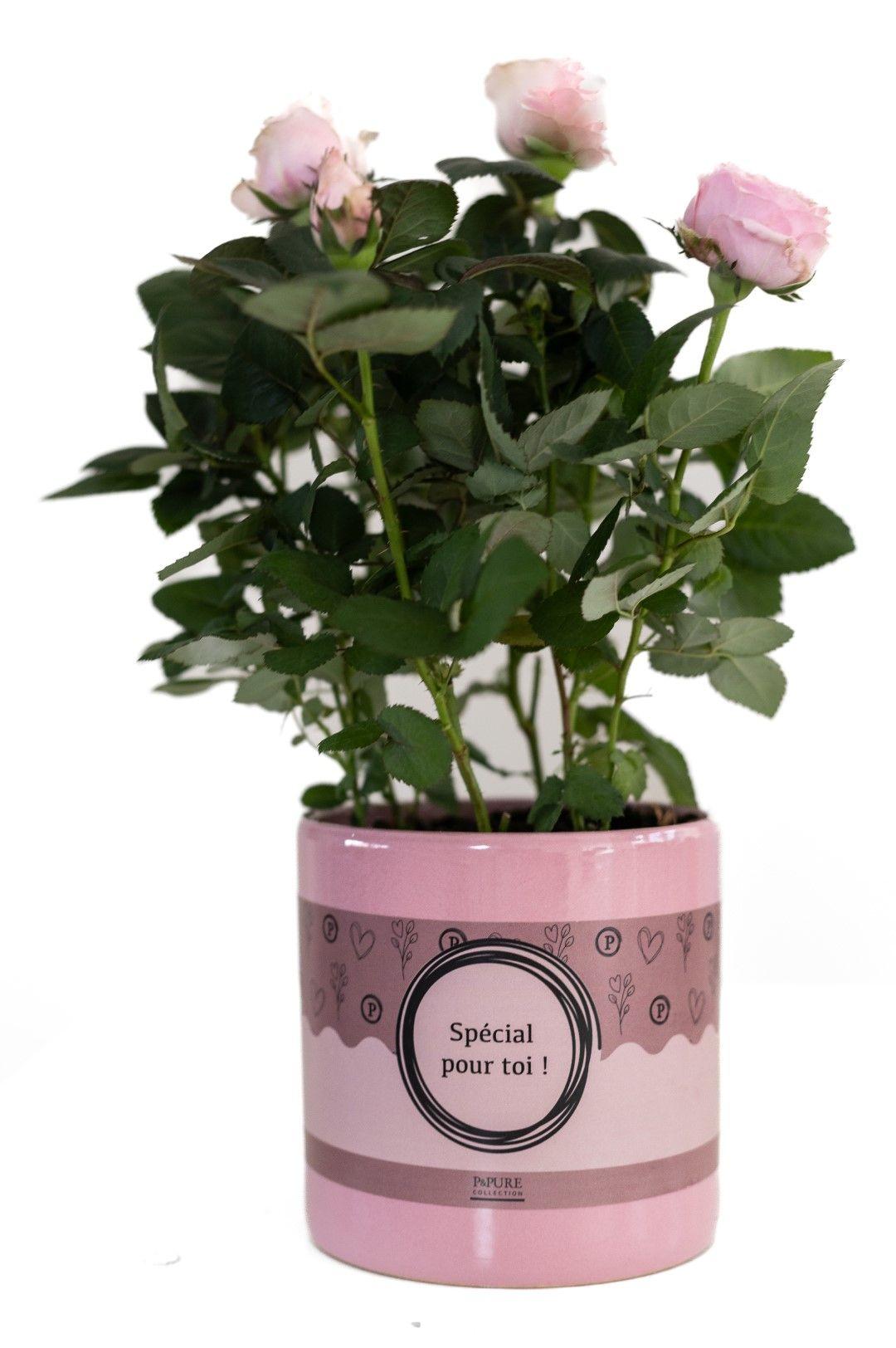 Rosa Light Pink In P&PURE "SPECIAL POUR TOI" Verpakking - Ø12cm - ↕30cm 