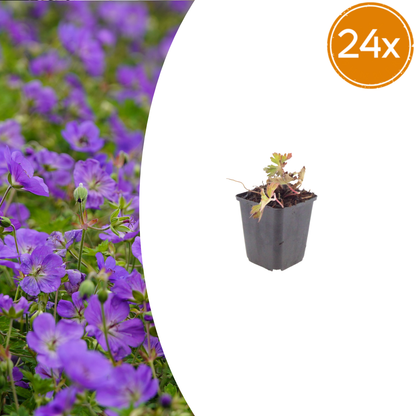 Geranium Azure Rush – 24 Pflanzen – Ø9cm – Höhe 10-25cm – Winterharte Staude – Hellblaue Blüten – Bodendecker für Beet, Steingarten & Kübel