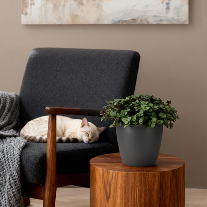 Green boutiQ - Zimmerpflanze - Calissia repens - Katzengras - Haustierfreundlich - Grün - 1 Pflanze - mit Potter Grau - Topf 12cm - Höhe 17-20cm 