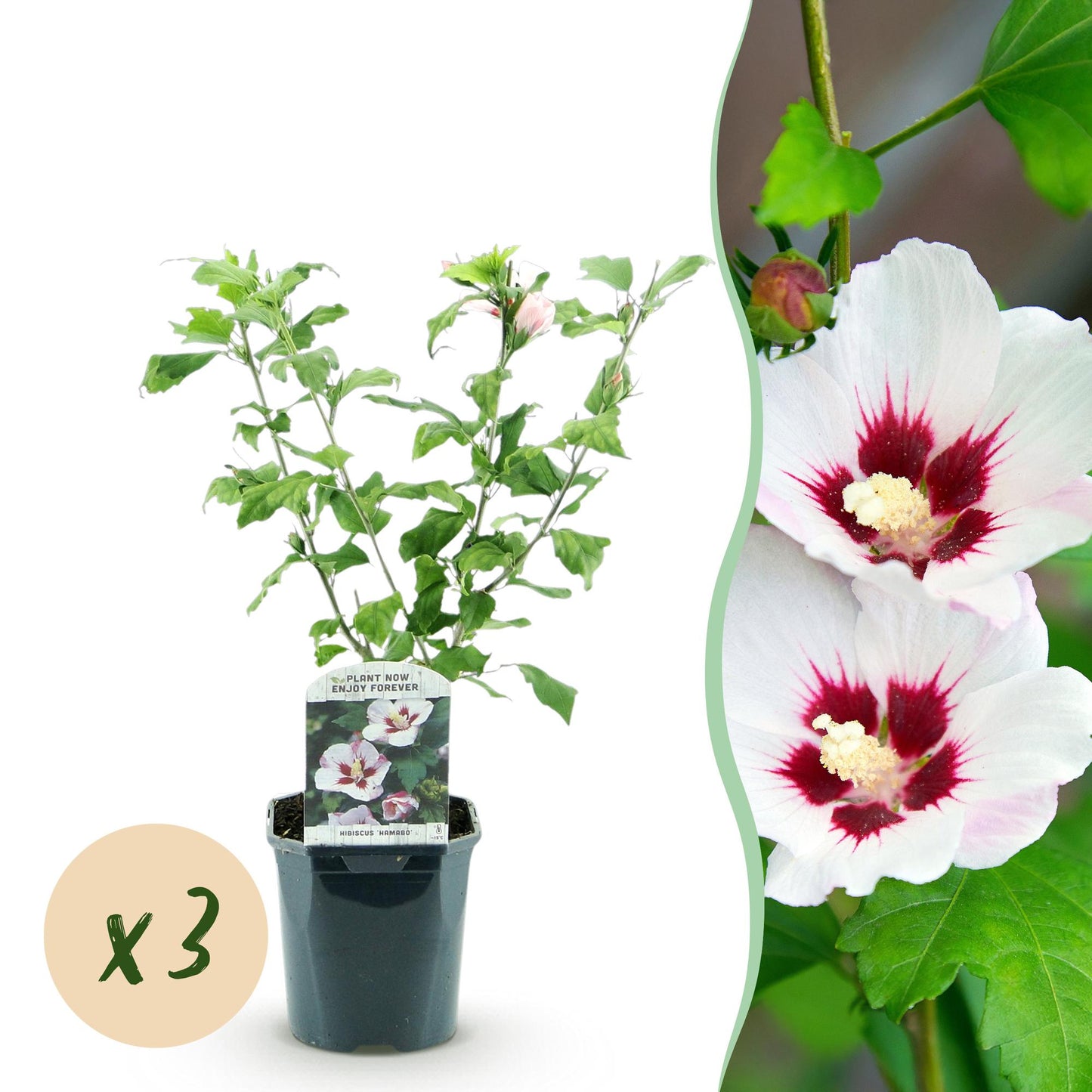Green boutiQ - Garden Plant - Hibiscus syriacus Hamabo - Garden Hibiscus - Hardy - White - Pink - 3 Plants - Pot 17cm - Height 45cm 