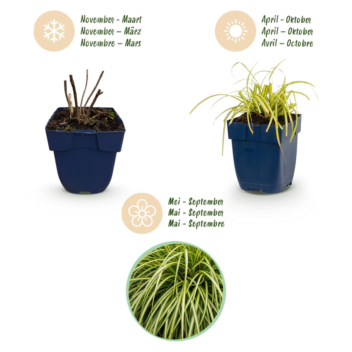 Segge 'Evergold' – Carex oshimensis 'Evergold' – 6 Pflanzen – Topf Ø11cm – Staude für Garten & Balkon