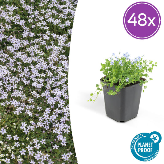 Isotoma fluviatilis – Blauer Sternteppich – 48Pflanzen – Ø9cm – ↕10–25cm – Bodendecker mit Blüte Juni–September – Für Sonne & Halbschatten – Flachwachsend & pflegeleicht 