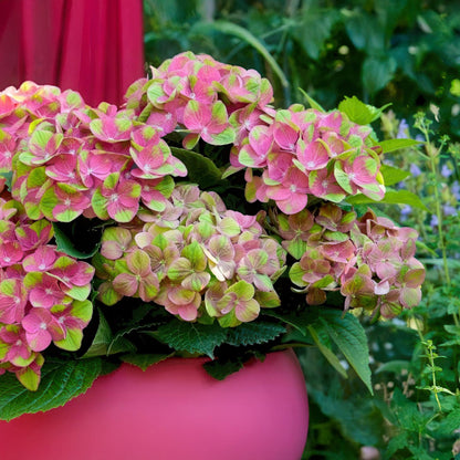 Hydrangea macrophylla Magical Green Fire – Gartenhortensie Rosa-Grün – 2 Pflanzen im Topf 23 cm – Höhe 55 cm – 6-10 Blüten – Balkonpflanze – Farbwechselnde Blüten – Pflegeleicht 