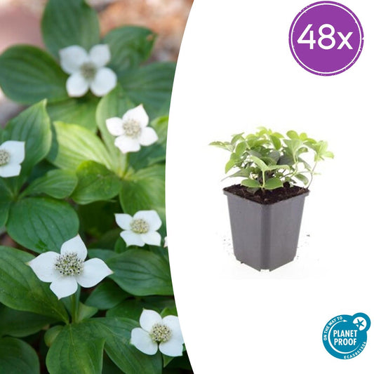 Cornus canadensis – Kanadische Kornelkirsche – 48 Pflanzen – Bodendecker mit weißen Blüten – Ø9cm – ↕10–25cm – Schattenpflanze – Winterhart – Bienenfreundlich 