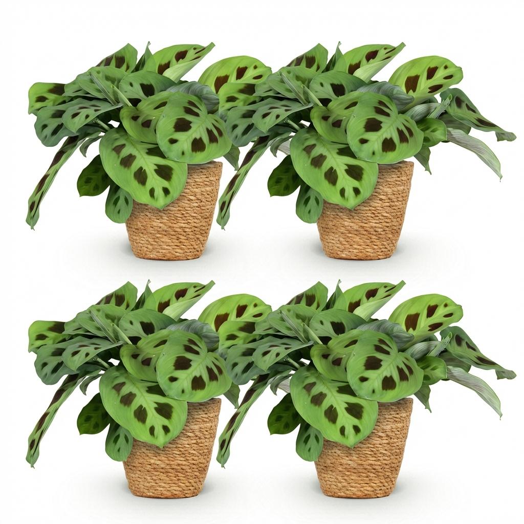 Green boutiQ - Zimmerpflanze - Maranta Fascinator Kerchoveana - Zebrapflanze - Haustierfreundliche Pflanze - Grün - 4 Pflanzen - mit Korb - Topf 12cm - Höhe 25cm 
