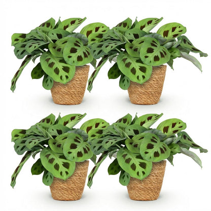 Green boutiQ - Zimmerpflanze - Maranta Fascinator Kerchoveana - Zebrapflanze - Haustierfreundliche Pflanze - Grün - 4 Pflanzen - mit Korb - Topf 12cm - Höhe 25cm 