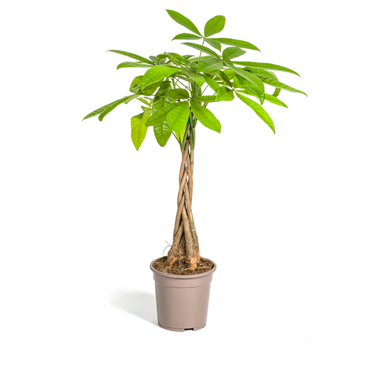 Glückskastanie - Pachira Aquatica - Zimmerpflanze - Ø19cm - ↕70 - 90cm