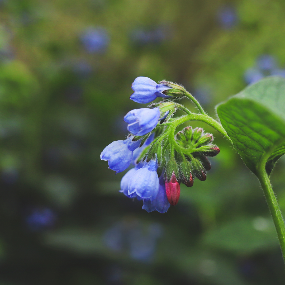Symphytum grandiflorum Wisley Blue – 6 Pflanzen – Ø9cm – Höhe 10-25cm – Blauer Beinwell – Bodendecker für Schattenbeet – Winterharte Staude - Oasis of Life