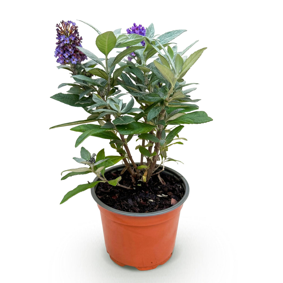 Green boutiQ - Gartenpflanze - Buddleja davidii Butterfly Candy Little Lila - Schmetterlingsstrauch - Kompakt - Lila - 1 Pflanze - Topf 12cm - Höhe 20-25cm 