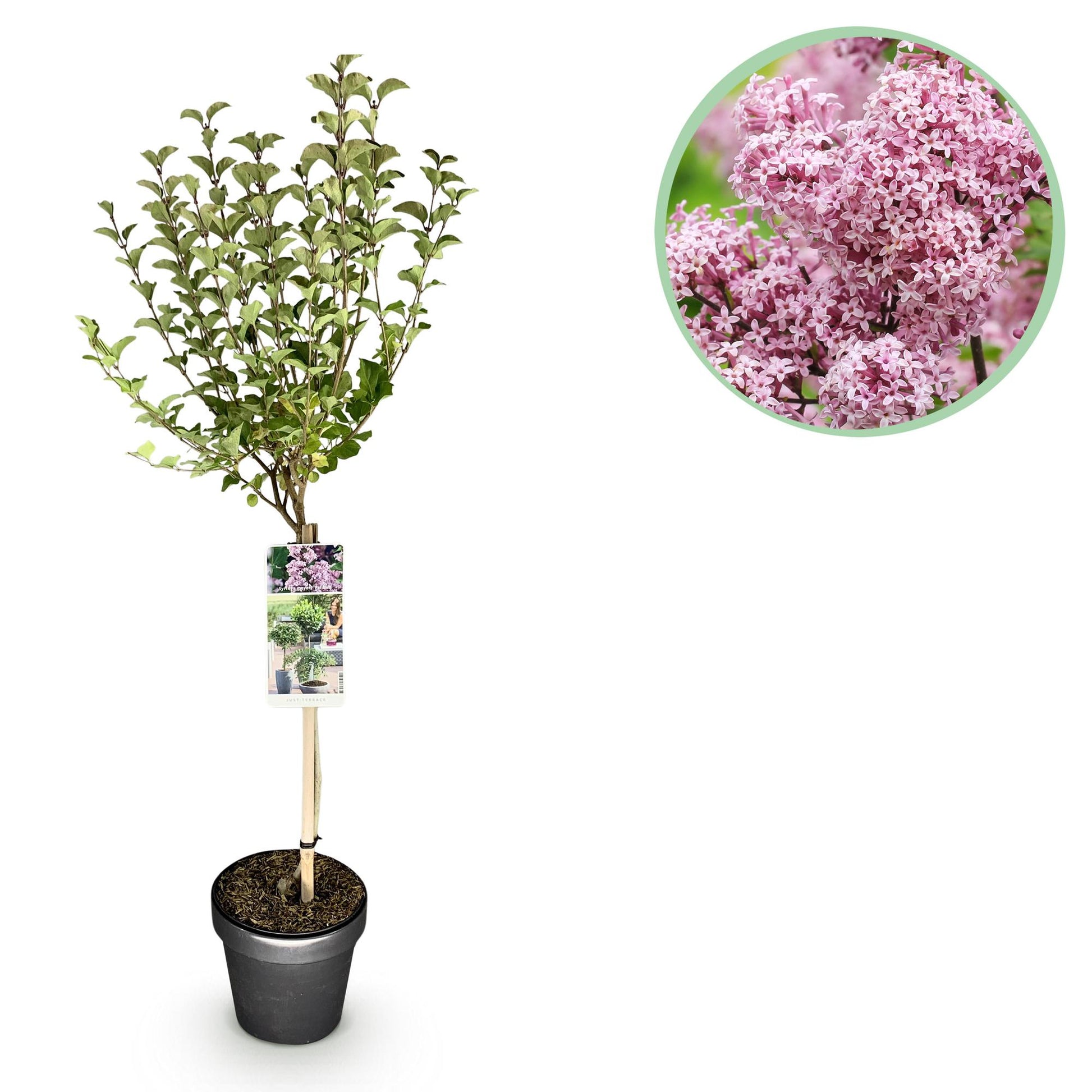 GreenboutiQ - Stamm-Pflanze - Syringa meyeri Palibin - Terrassenpflanze - Laubabwerfend - Winterhart - Lila Blüte - Topf 19cm Höhe 90cm 