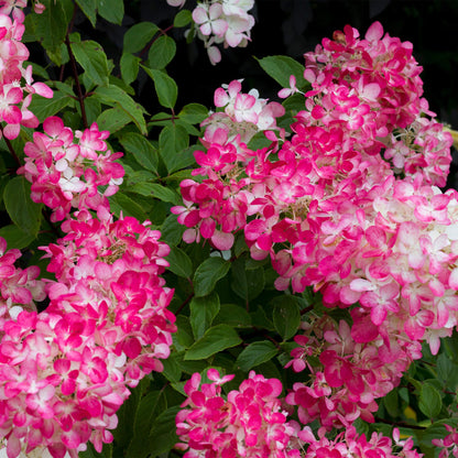 Rispenhortensie – Hydrangea panniculata Pink Diamond – Blüte Weiß-Rosa – Laubabwerfend – Große Blüten – 17cm – Höhe ca. 50cm