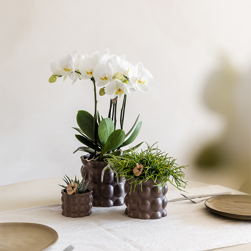 Kolibri Orchids | Pflanzenset Cotton Braun | Grüne Pflanzen mit Weißer Phalaenopsis-Orchidee Ghent in Keramischen Ziertöpfen 