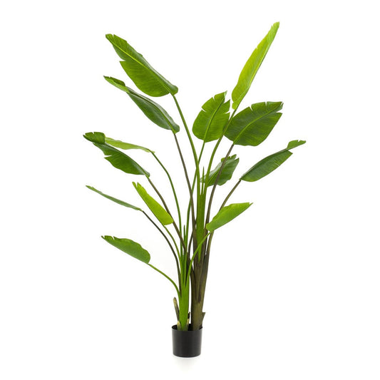 Strelitzia nicolai – 180cm – Kunstpflanze im schwarzen Topf – XXL Deko-Pflanze für Innenbereich – tropische Banane