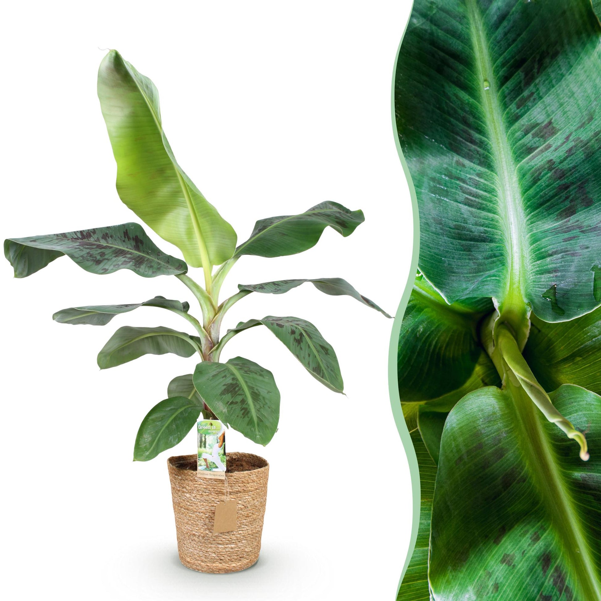 Green boutiQ - Zimmerpflanzen - Musa acuminata Dwarf Cavendisch - Bananenpflanze - Wenig Pflege - mit Korb - Grün - 1 Pflanze - Topf 21cm - Höhe 70-75cm 