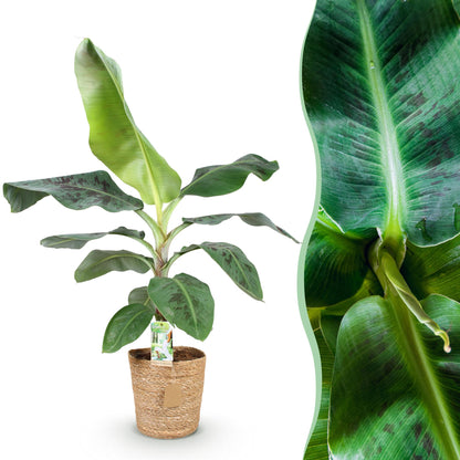Green boutiQ - Zimmerpflanzen - Musa acuminata Dwarf Cavendisch - Bananenpflanze - Wenig Pflege - mit Korb - Grün - 1 Pflanze - Topf 21cm - Höhe 70-75cm 
