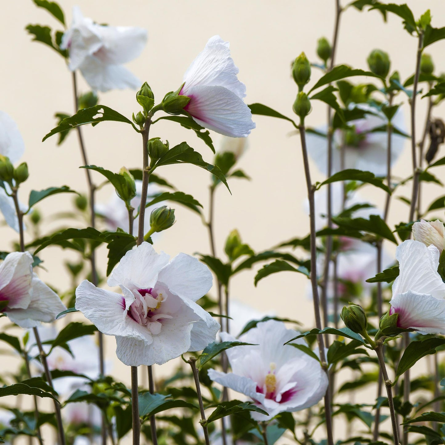 Hibiscus syriacus Starburst Chiffon – Blühende Stamm-Pflanze mit cremeweißen Blüten – Laubabwerfend & pflegeleicht – Ø19 cm – Höhe ca. 90 cm – Für Terrasse & Balkon 