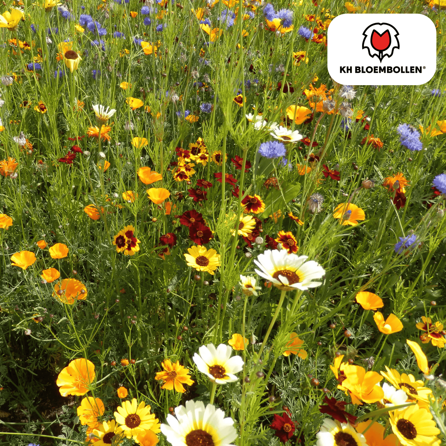Wildblumensamen – 100g für 30–50m² – Bienen- & Schmetterlingsfreundlich – Einjährige & mehrjährige Blumen – Für Garten, Wiese, Beet – GVO-frei & nachhaltig 