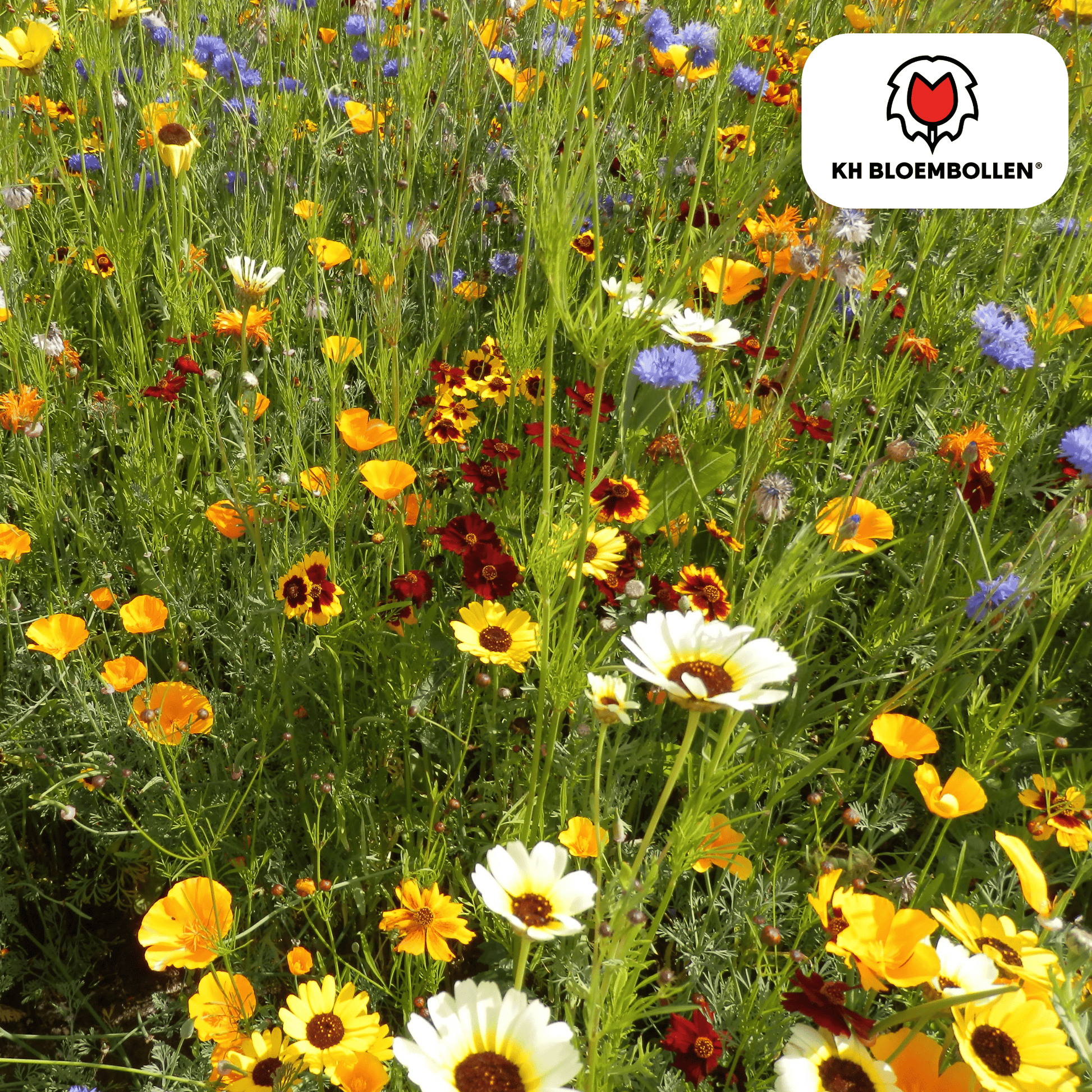 Wildblumensamen – 100g für 30–50m² – Bienen- & Schmetterlingsfreundlich – Einjährige & mehrjährige Blumen – Für Garten, Wiese, Beet – GVO-frei & nachhaltig 