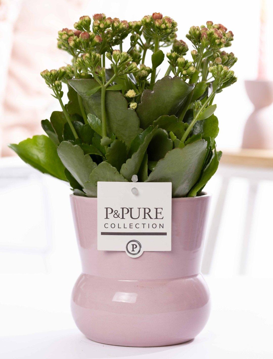 Kalanchoe Pink In P&PURE Plant Vase Maxima Pink - Ø12cm - ↕27cm 