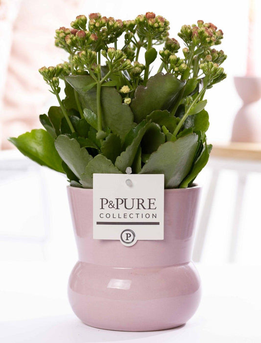 Kalanchoe Pink In P&PURE Plant Vase Maxima Pink - Ø12cm - ↕27cm 