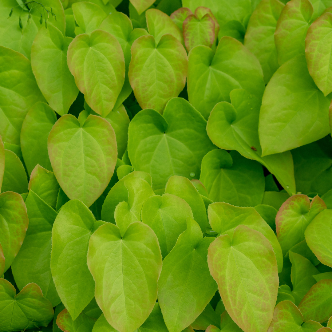 Elfenblume Epimedium rubrum – 24 Pflanzen– 10-25cm – Ø9cm – Winterharte Schattenstaude mit rotrosa Blüten – Bodendecker für Garten & Gehölzrand