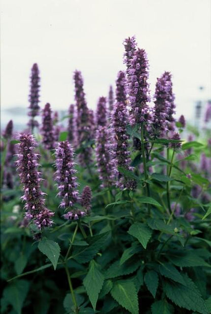 Asiatische Duftnessel – Agastache 'Blue Fortune' – ↕10-25cm – Ø9cm – 6 Pflanzen – Lavendelblaue Blüten – Schmetterlings- & bienenfreundlich – Sonniger Standort