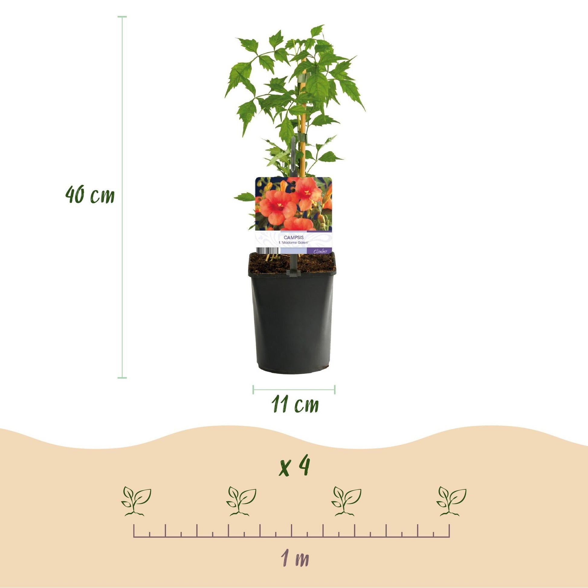 Kletterpflanzen-Set „Rainbow“ – 4 Pflanzen – Clematis montana Rubens, Hedera helix, Lonicera Goldflame, Campsis Madame Galen – Bunt blühend & immergrün – Ø11 cm – Höhe ca. 40 cm 