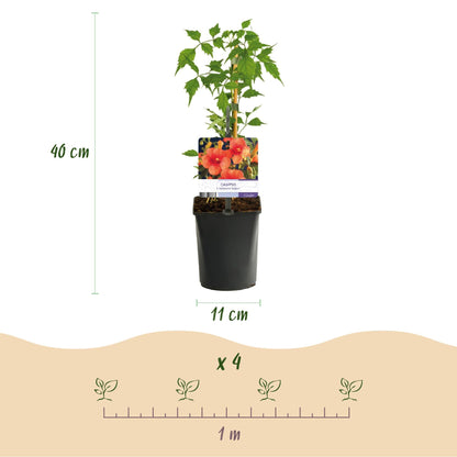 Kletterpflanzen-Set „Rainbow“ – 4 Pflanzen – Clematis montana Rubens, Hedera helix, Lonicera Goldflame, Campsis Madame Galen – Bunt blühend & immergrün – Ø11 cm – Höhe ca. 40 cm 