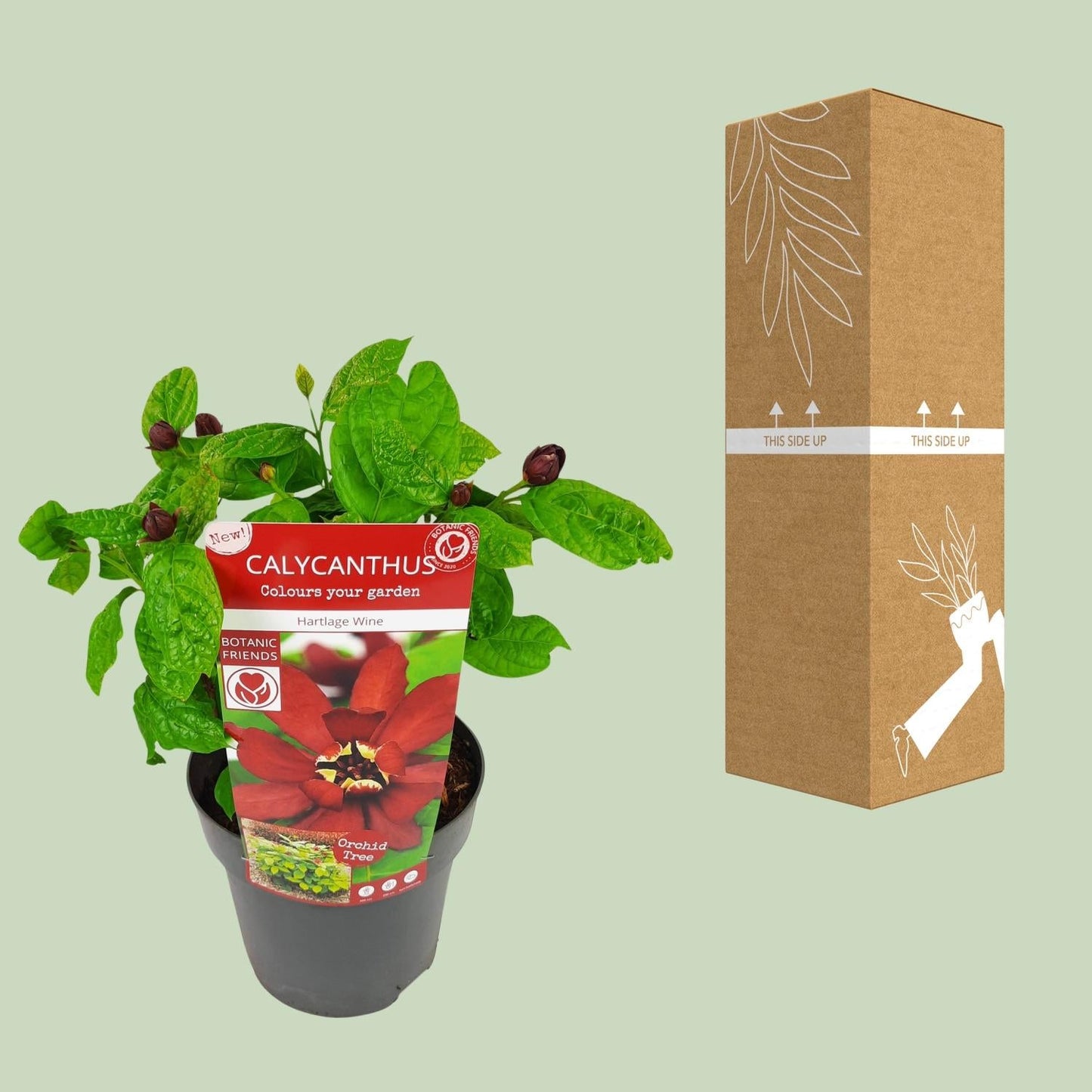 Sinocalycanthus 'Hartlage Wine'Â® - Ø19 - ↨30cm 