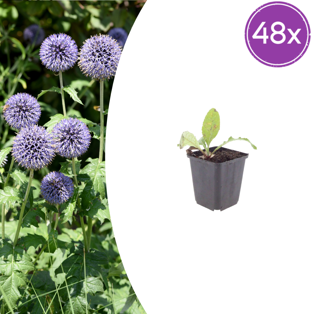 Kugeldistel Echinops ritro – 48 Pflanzen – Blaue Blütenkugeln – 10-25cm – Ø9cm – Trockenheitsresistente Staude für sonnige Beete