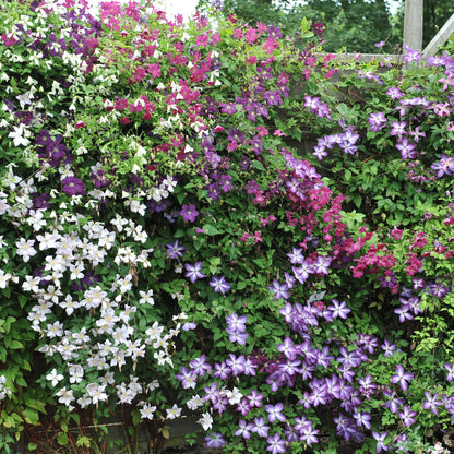 Kletterpflanze - Clematis Rainbow - Blüte Rosa Weiß Lila Rot - Wenig Pflege - 4 Pflanzen - Topf 11cm Höhe 40cm