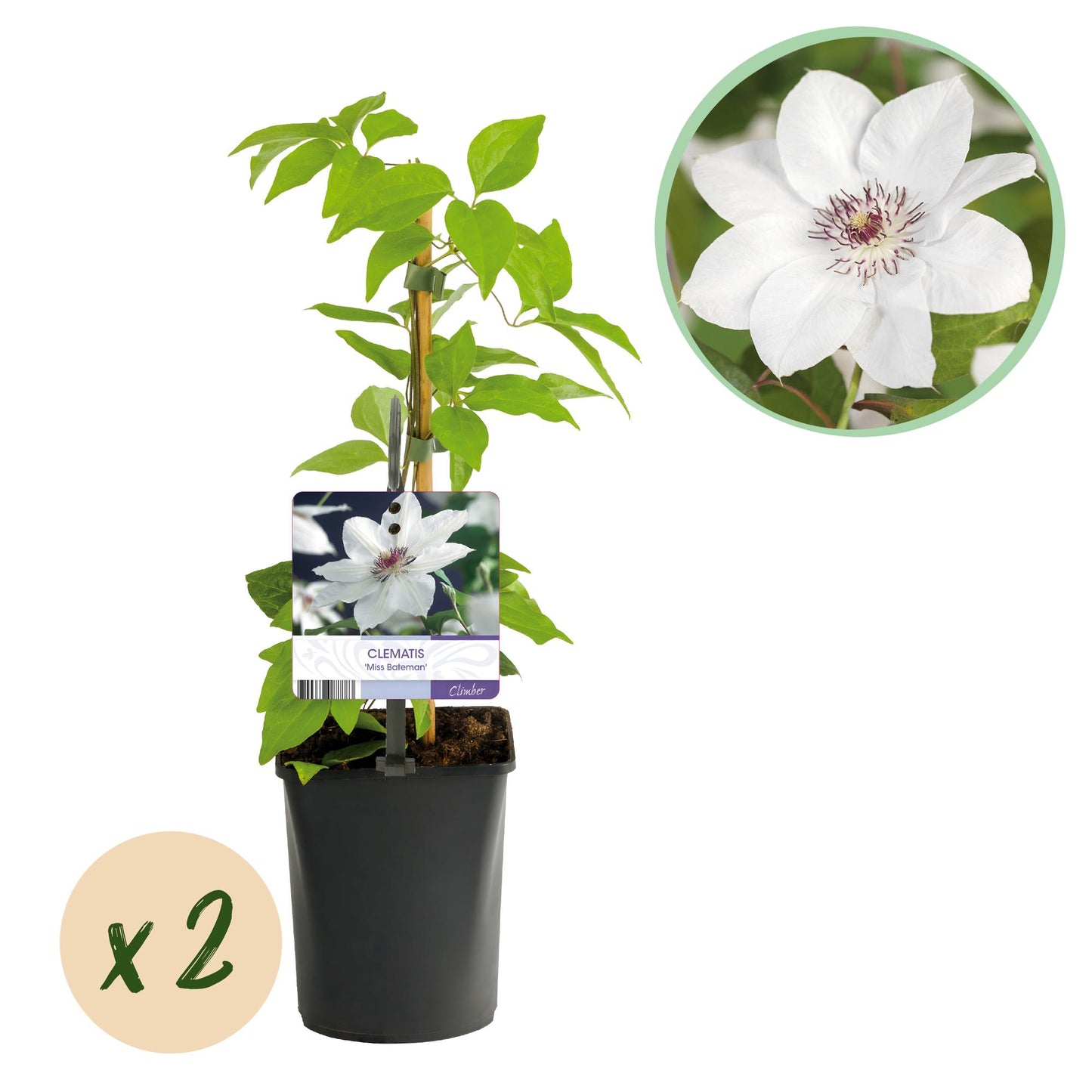 Kletterpflanze - Clematis Miss Bateman - Blüte Rosa - Wenig Pflege - 2 Pflanzen - Topf 11cm Höhe 40cm