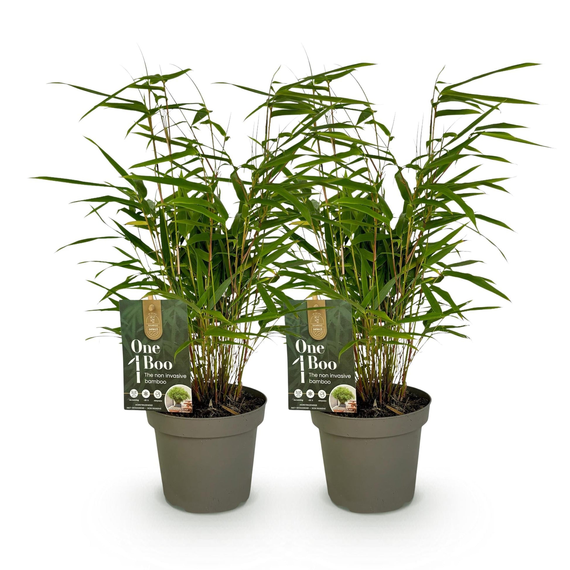 GreenboutiQ - Bambus - Fargesia rufa - Grün - 2 Pflanzen - Immergrün - Wuchernd- Topf 14cm Höhe 35cm 