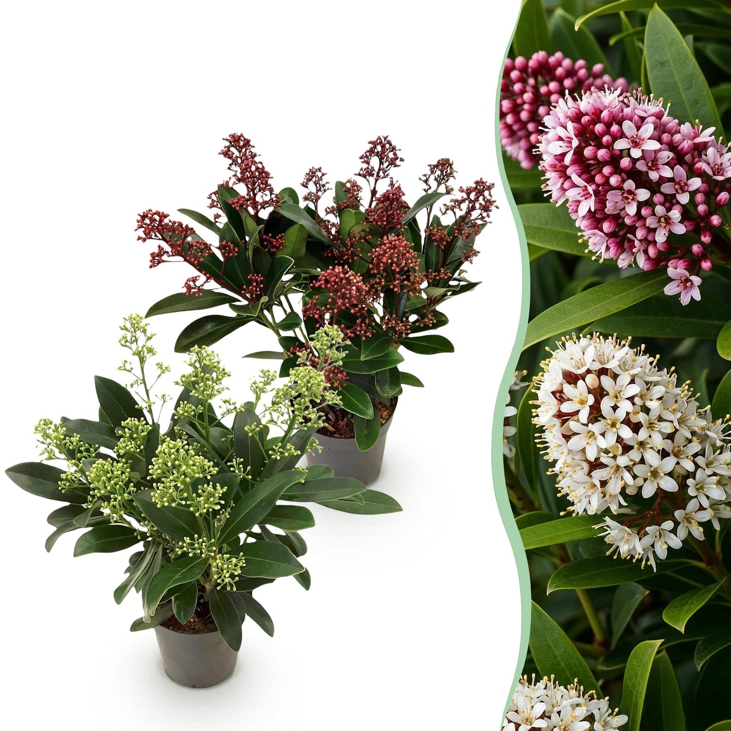 GreenboutiQ - Terrassenpflanze - Skimmia japonica Duo - Blüte Weiß & Rot - 10+ Blüten - 2 Pflanzen - Winterhart - Topf 10,5cm Höhe 25cm 
