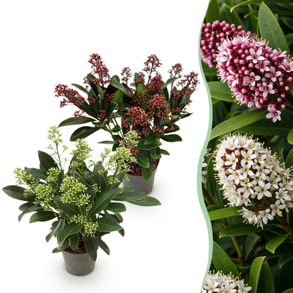 GreenboutiQ - Terrassenpflanze - Skimmia japonica Duo - Blüte Weiß & Rot - 10+ Blüten - 2 Pflanzen - Winterhart - Topf 10,5cm Höhe 25cm 