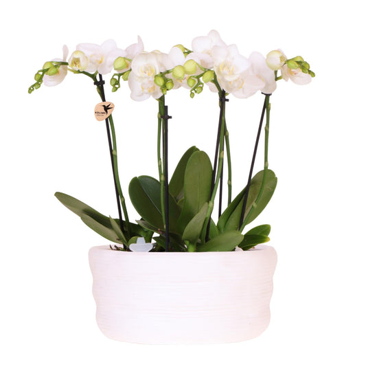 Kolibri Orchids | Weißes Orchideenset in Como-Schale inkl. Wasserreservoir | Drei Weiße Amabilis-Orchideen 9cm | Mono-Bouquet Weiß mit Selbstbewässerungssystem 