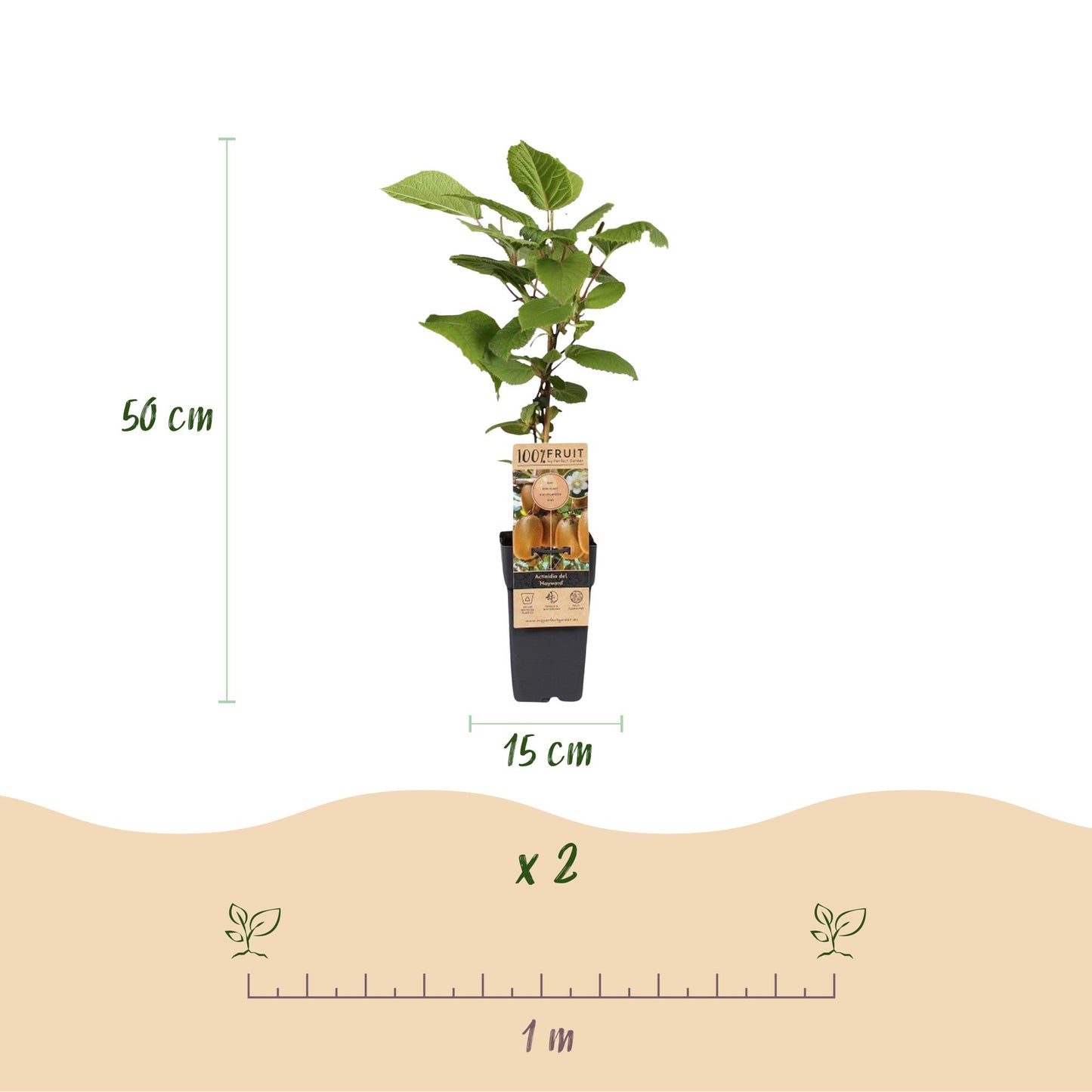 Green boutiQ - Fruit plant - Actinidia Weiki & Hayward - Kiwi plant - 1 Male - 2 Female - Plants - Green - Pot 15cm - Height 50cm 