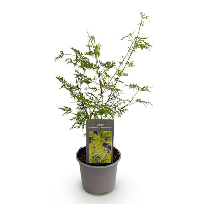 GreenboutiQ - Gartenpflanze - Acer palmatum Emerald Lace - Grün - 1 Pflanze - Laubabwerfend - Pflegeleicht - Topf 12cm Höhe 35cm 