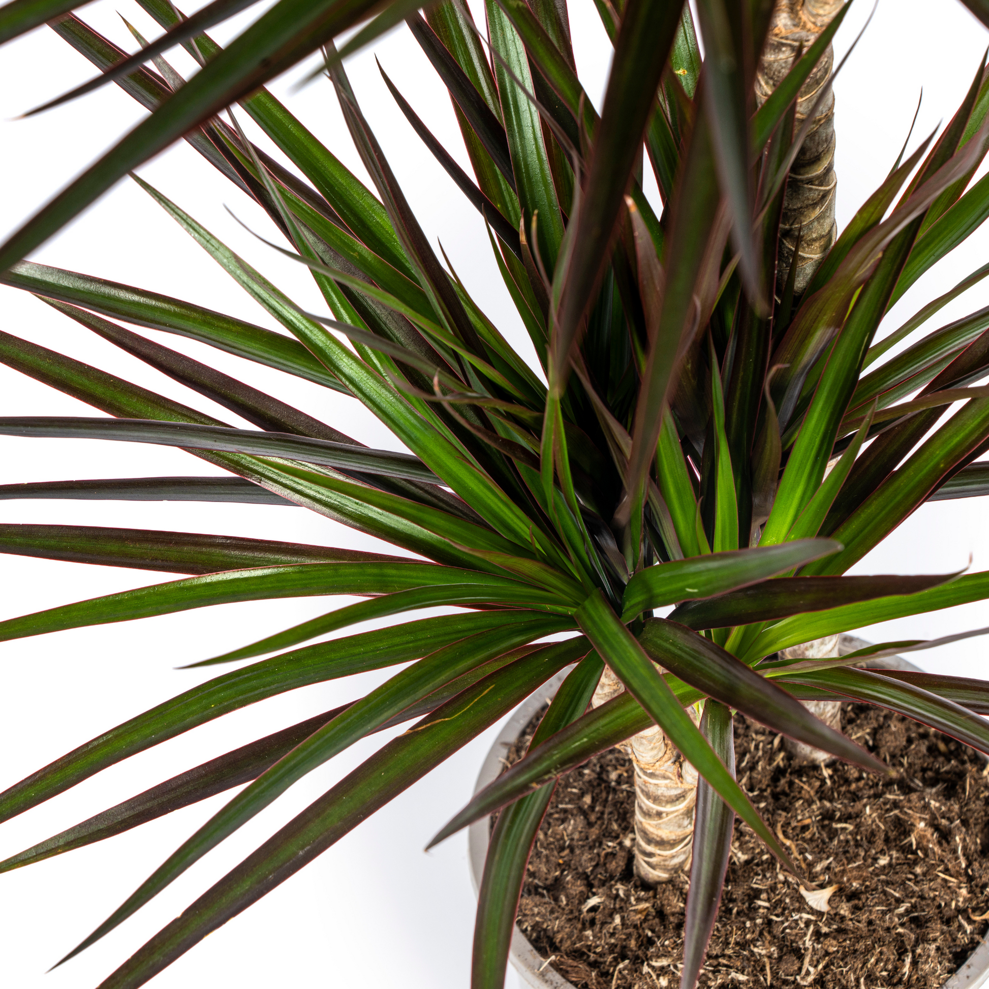 Dracaena Marginata Magenta mit Korb Ø24cm - ↕130 - 150cm 