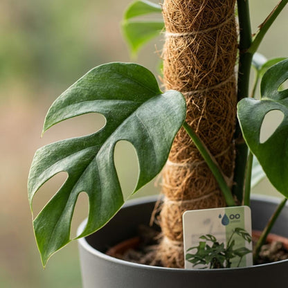 Monstera Minima am Moosstab 90cm – Mini Fensterblatt Zimmerpflanze im grauen Übertopf Ø19cm – tropische Lochblätter – pflegeleicht für Wohnung & Büro, ideal bei Halbschatten, moderat gießen 