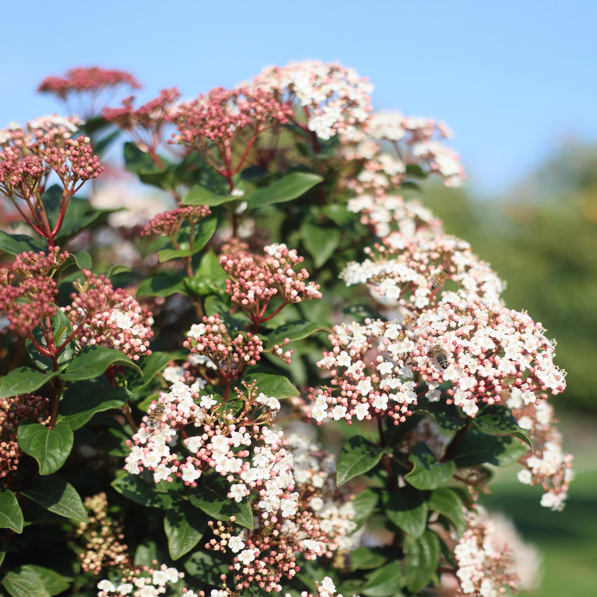 Viburnum tinus – Immergrüner Schneeball – Stamm-Pflanze – Ø19 cm – Höhe ca. 90 cm – Winterblüher – Pflegeleicht & robust – Für Terrasse, Balkon & Garten 