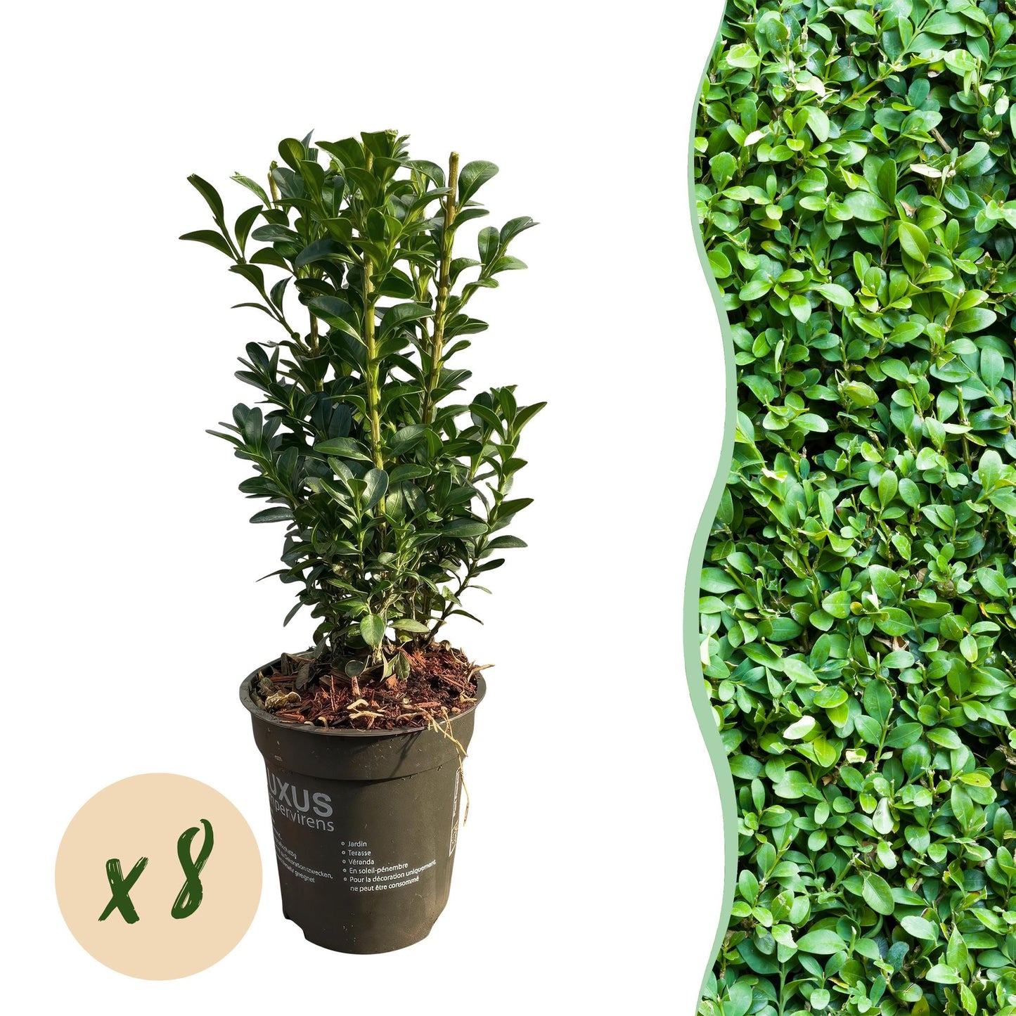 Gewöhnlicher Buchsbaum Buxus sempervirens – Immergrüne Heckenpflanzen – 8 Pflanzen – 1 m – 9 cm Höhe 20–25 cm – Grün – Pflegeleicht 