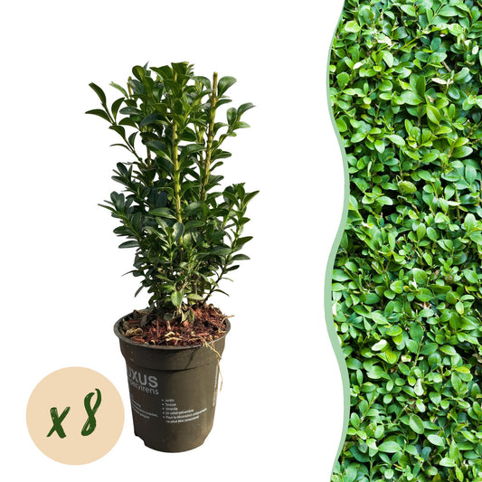 Gewöhnlicher Buchsbaum Buxus sempervirens – Immergrüne Heckenpflanzen – 8 Pflanzen – 1 m – 9 cm Höhe 20–25 cm – Grün – Pflegeleicht 