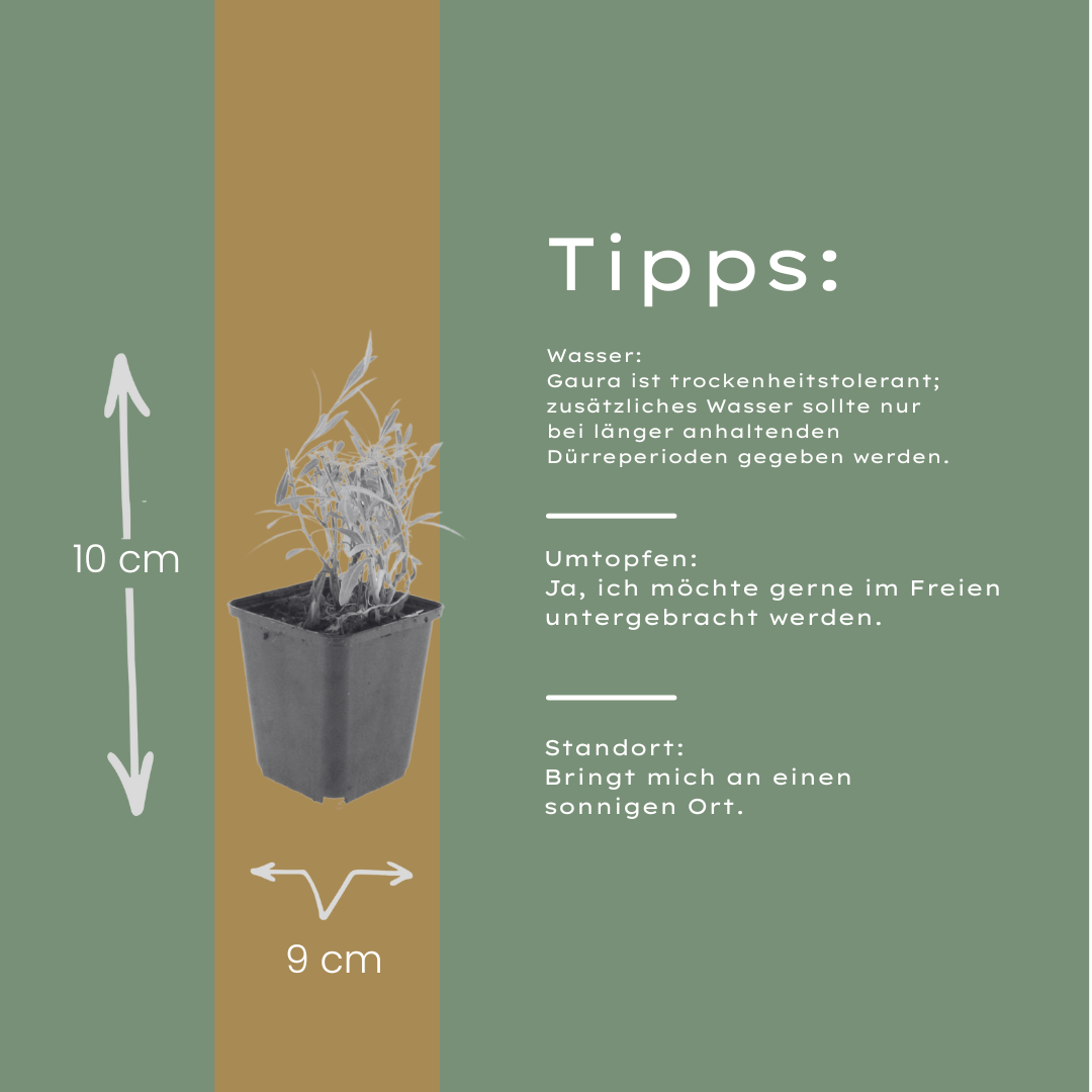 Gaura lindheimeri Prachtkerze – 12 Pflanzen – Ø9cm – Höhe 10-25cm – Sommerblühende Staude mit weißen rosa Blüten – Für Beet, Präriegarten & Kübel