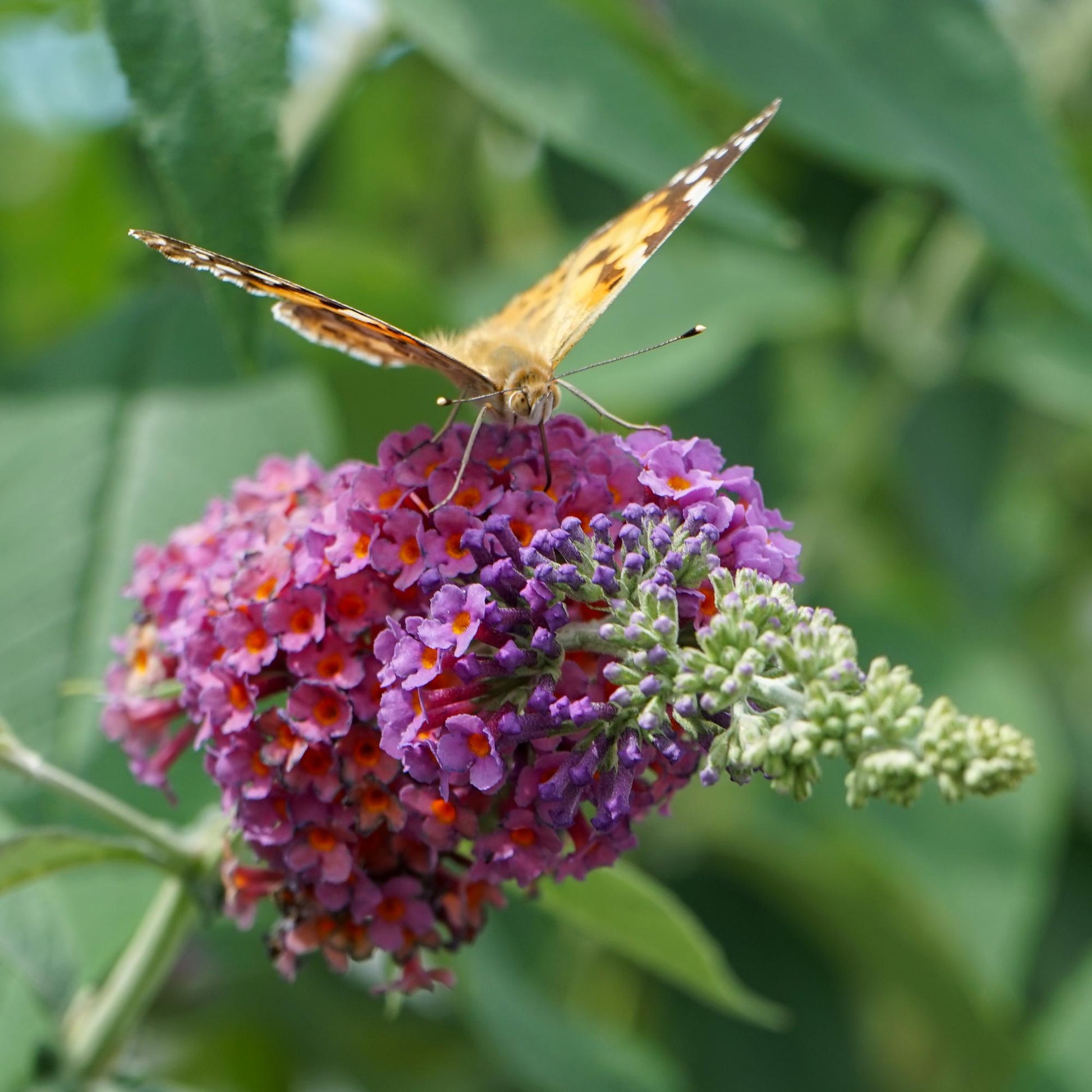 Schmetterlingsbusch Buddleja davidii Flower Power – Orange-Lila Blüten – 3 Pflanzen – 1 m² – Schmetterlingsfreundlich – 17 cm Höhe 30 cm 