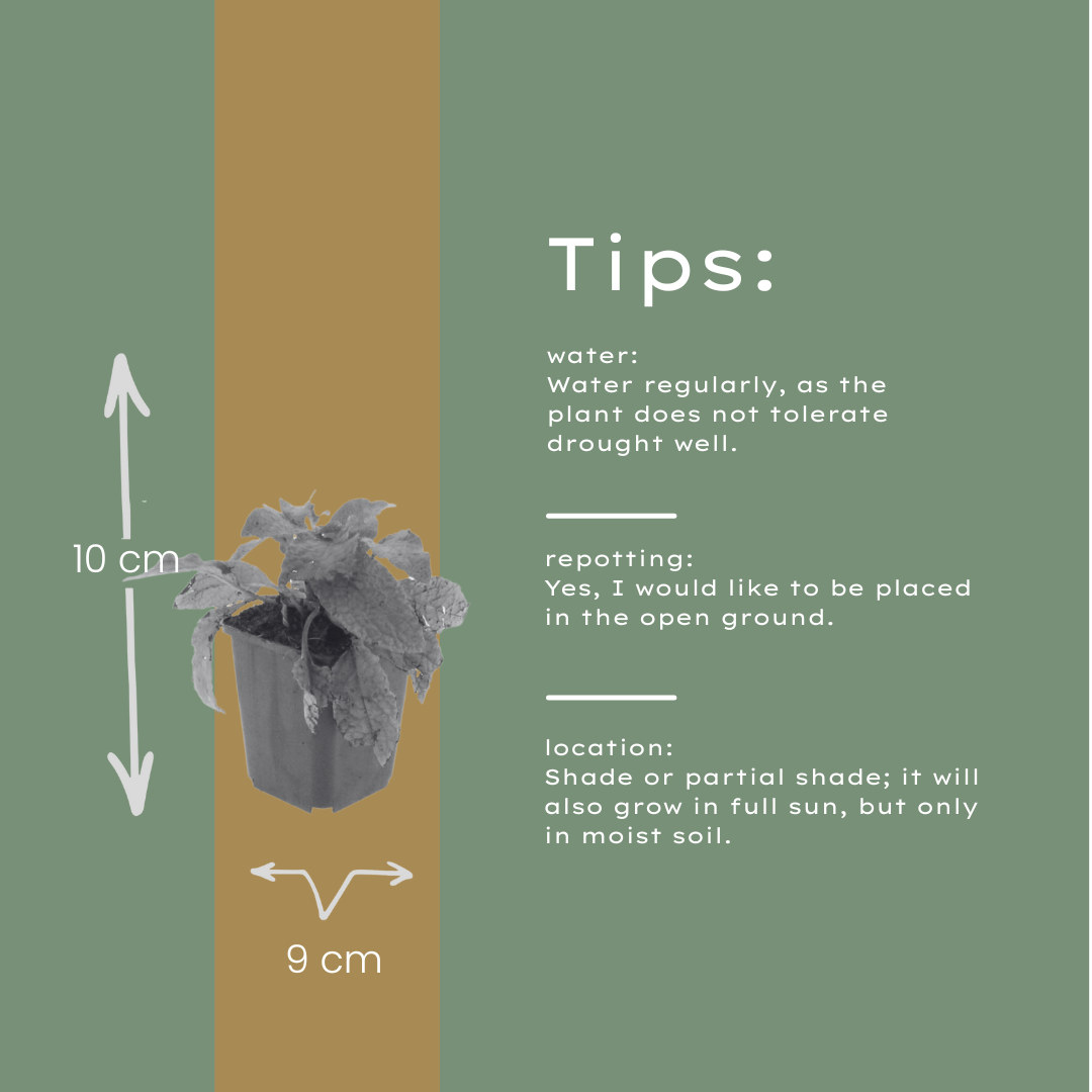 Symphytum grandiflorum – 48 Pflanzen – Ø9cm – Höhe 10-25cm – Großblütiger Beinwell – Bodendecker für Schattenbeet – Winterharte Staude - Oasis of Life