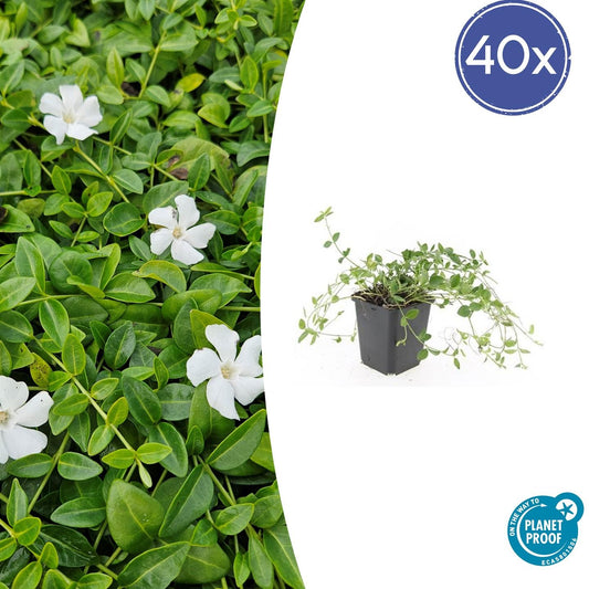 Kleines Immergrün Vinca minor 'Gertrude Jekyll' – ↕10-25cm – Ø9cm – 40 Pflanzen – Weiß blühender Bodendecker – Immergrün & pflegeleicht – Schattentauglich