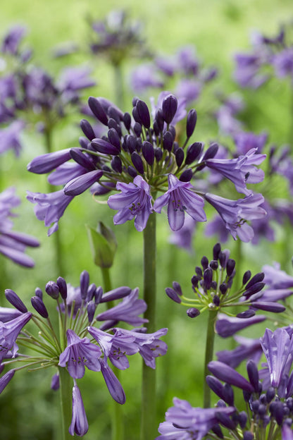 Schmuck-Lilie - Agapanthus 'Poppin Purple' - Ø19cm - ↕30cm