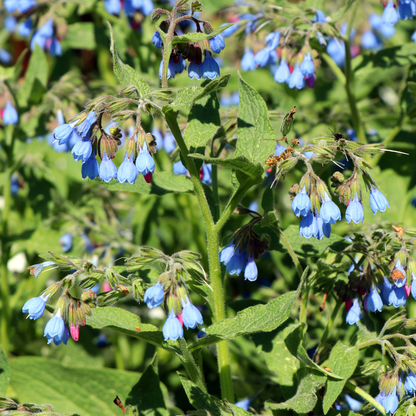 Symphytum grandiflorum Wisley Blue – 48 Pflanzen – Ø9cm – Höhe 10-25cm – Blauer Beinwell Bodendecker – Winterharte Schattenstaude für Beet & Naturgarten - Oasis of Life